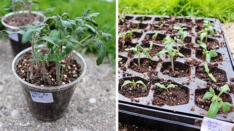 When to transplant tomato seedlings. Things To Know About When to transplant tomato seedlings. 